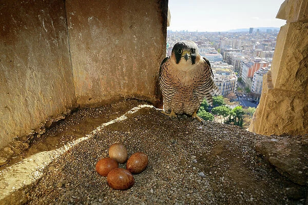 Peregrine falcon (Falco peregrinus) female perched in nest box with four eggs, Sagrada Familia Basilica, Barcelona, Catalonia, Spain. April