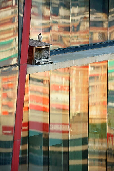Peregrine falcon (Falco peregrinus) perched on top of nest box, on Torres Porta Fira office building, L'Hospitalet de Llobregata, Catalonia, Spain. May