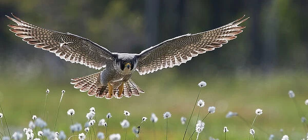 Peregrine falcon (Falco peregrinus) in flight over cotton grass flowers, Vaala, Finland, June