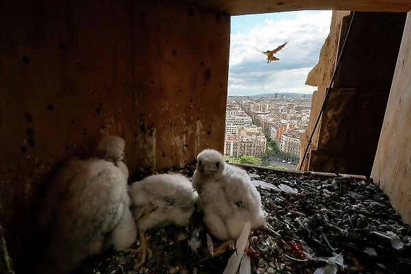 Peregrine falcon (Falco peregrinus) female, flying towards nest box with three chicks, aged 18 days, inside, Sagrada Familia Basilica, Catalonia, Spain. May