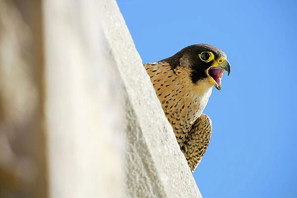 Peregrine falcon (Falco peregrinus) female, calling, perched on wall, Sagrada Familia Basilica, Barcelona, Catalonia, Spain. April