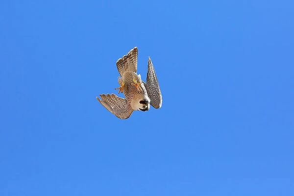 Peregrine falcon (Falco peregrinus) female, diving, Sagrada Familia Basilica, Barcelona, Spain. May