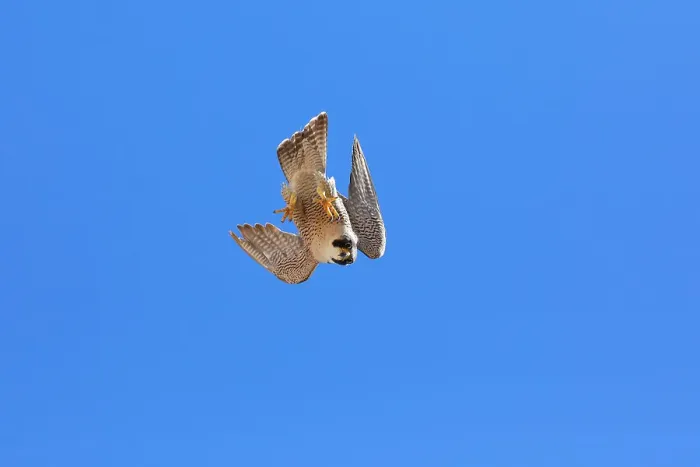 Framed Print : Peregrine falcon (Falco peregrinus) female, diving, Sagrada Familia Basilica, Barcelona, Spain. May Framed Print : Peregrine falcon (Falco peregrinus) female, diving, Sagrada Familia Basilica, Barcelona, Spain. May