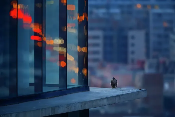 Framed Print : Peregrine falcon (Falco peregrinus) fledgling, perched on skyscraper window ledge at dusk, Torre Realia BCN, Barcelona, Catalonia, Spain. May Framed Print : Peregrine falcon (Falco peregrinus) fledgling, perched on skyscraper window ledge at dusk, Torre Realia BCN, Barcelona, Catalonia, Spain. May