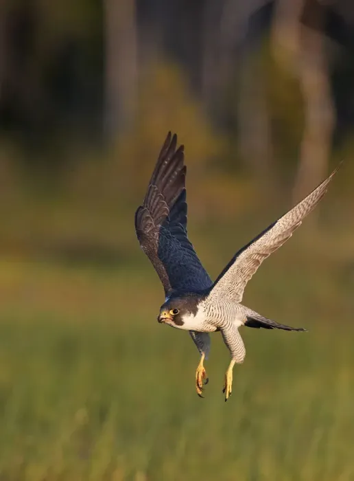 Framed Print : Peregrine falcon (Falco peregrinus) in flight, Vaala, Finland, June Framed Print : Peregrine falcon (Falco peregrinus) in flight, Vaala, Finland, June