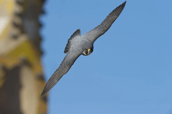 Peregrine falcon (Falco peregrinus) in flight, Barcelona, Spain, April