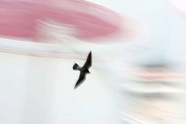 Peregrine falcon (Falco peregrinus) in flight, Port of Barcelona, Catalonia, Spain. April