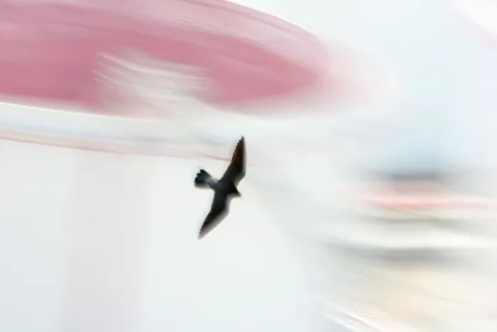 Framed Print : Peregrine falcon (Falco peregrinus) in flight, Port of Barcelona, Catalonia, Spain. April Framed Print : Peregrine falcon (Falco peregrinus) in flight, Port of Barcelona, Catalonia, Spain. April