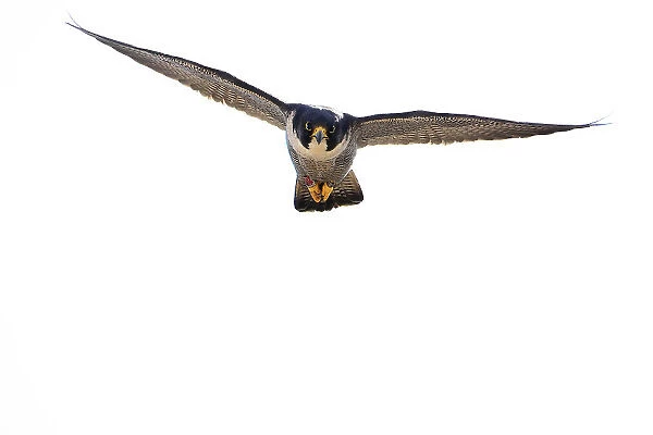 Peregrine falcon (Falco peregrinus) in flight, Sagrada Familia Basilica, Barcelona, Spain. April