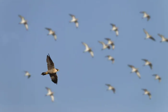Framed Print : Peregrine falcon (Falco peregrinus) in flight over marshes with Golden plovers also in sky