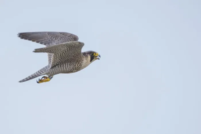 Framed Print : Peregrine falcon (Falco peregrinus) in flight with open beak. The Netherlands. May Framed Print : Peregrine falcon (Falco peregrinus) in flight with open beak. The Netherlands. May