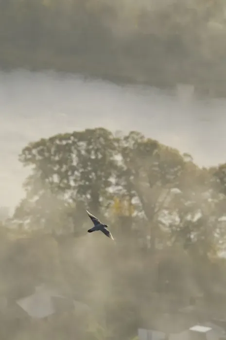 Framed Print : Peregrine Falcon (Falco peregrinus) in flight over the River Tay. Kinnoull Hill Woodland Park Framed Print : Peregrine Falcon (Falco peregrinus) in flight over the River Tay. Kinnoull Hill Woodland Park