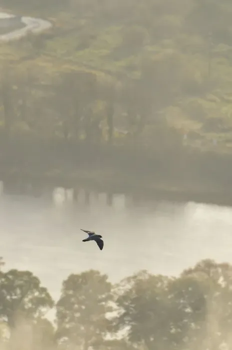 Framed Print : Peregrine Falcon (Falco peregrinus) in flight over the River Tay. Kinnoull Hill Woodland Park Framed Print : Peregrine Falcon (Falco peregrinus) in flight over the River Tay. Kinnoull Hill Woodland Park