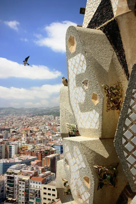 Framed Print : Peregrine falcon (Falco peregrinus) male, in flight with female perched on mosaic towers at the Sagrada Familia Basilica, Barcelona, Catalonia, Spain. May Framed Print : Peregrine falcon (Falco peregrinus) male, in flight with female perched on mosaic towers at the Sagrada Familia Basilica, Barcelona, Catalonia, Spain. May