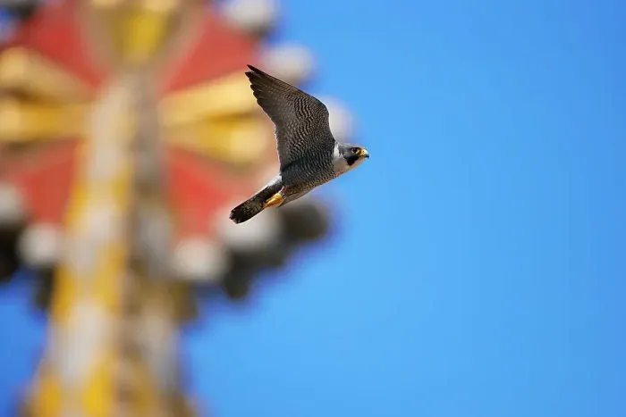 Framed Print : Peregrine falcon (Falco peregrinus) male, in flight, with mosaic tower of Sagrada Familia Basilica in background, Barcelona, Spain. April Framed Print : Peregrine falcon (Falco peregrinus) male, in flight, with mosaic tower of Sagrada Familia Basilica in background, Barcelona, Spain. April