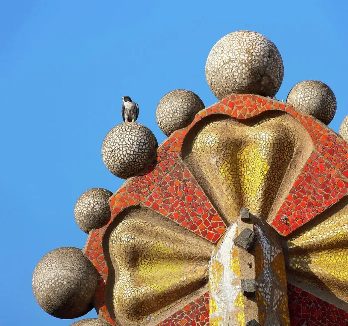 Framed Print : Peregrine falcon (Falco peregrinus) perched on top of mosaic tower, Sagrada Familia Basilica, Barcelona, Spain. April Framed Print : Peregrine falcon (Falco peregrinus) perched on top of mosaic tower, Sagrada Familia Basilica, Barcelona, Spain. April