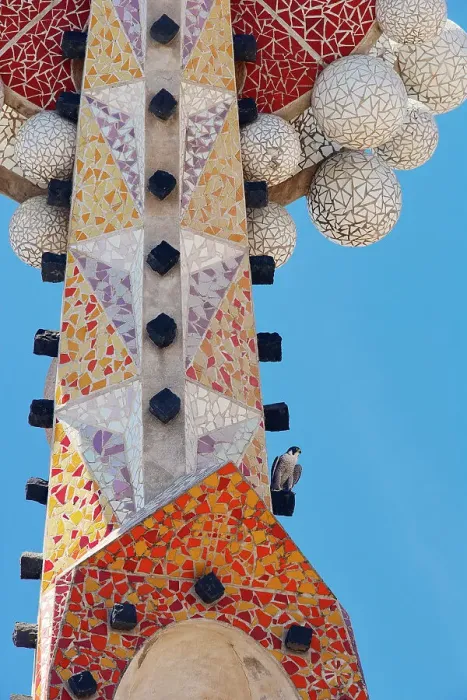 Framed Print : Peregrine falcon (Falco peregrinus) perched on mosaic tower at Sagarada Familia Basilica, Barcelona, Catalonia, Spain. May Framed Print : Peregrine falcon (Falco peregrinus) perched on mosaic tower at Sagarada Familia Basilica, Barcelona, Catalonia, Spain. May