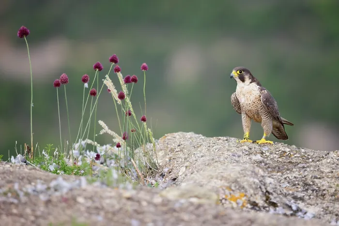 Framed Print : Peregrine falcon (Falco peregrinus) ringed female, perched on a rock next to wild flowers, Reserva Biologica Valor Natura, Catalonia, Spain. June Framed Print : Peregrine falcon (Falco peregrinus) ringed female, perched on a rock next to wild flowers, Reserva Biologica Valor Natura, Catalonia, Spain. June