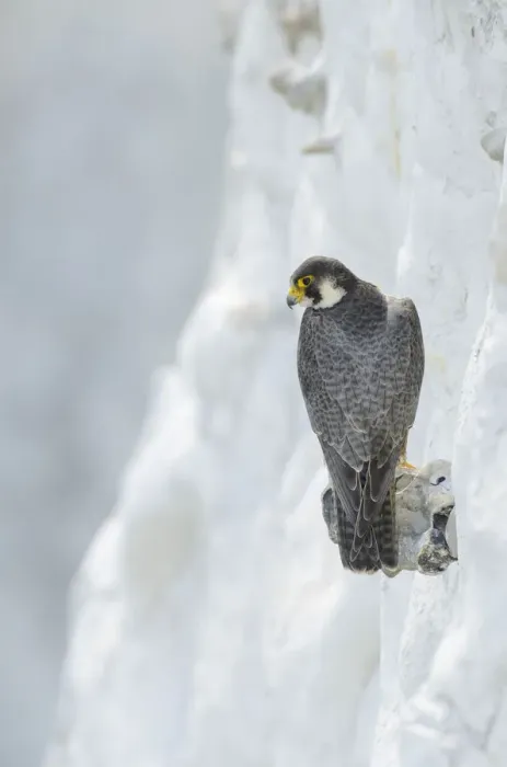 Framed Print : Peregrine Falcon (Falco peregrinus) on the White Cliffs of Dover, Kent, UK. May 2012 Framed Print : Peregrine Falcon (Falco peregrinus) on the White Cliffs of Dover, Kent, UK. May 2012