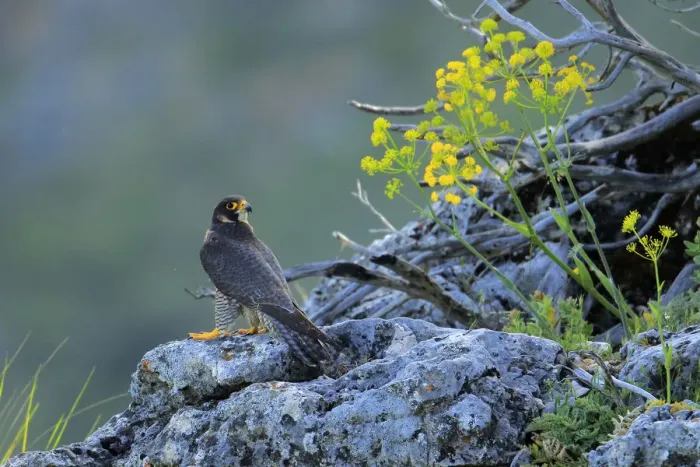 Framed Print : Peregrine falcon male (Falco peregrinus) Andalusia, Spain, May Framed Print : Peregrine falcon male (Falco peregrinus) Andalusia, Spain, May