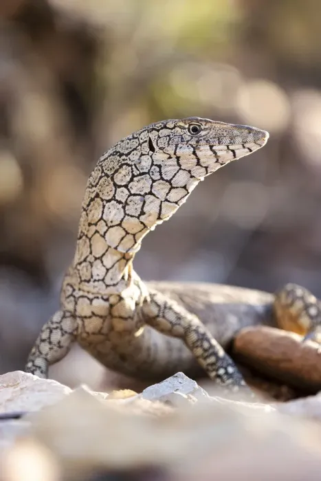 Framed Print : Perentie (Varanus giganteus) basking in a dry creek bed, Alice Springs, October Framed Print : Perentie (Varanus giganteus) basking in a dry creek bed, Alice Springs, October