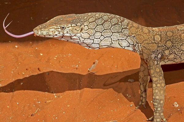 A Perentie (Varanus giganteus) using its forked tongue to detect smells, Alice Springs