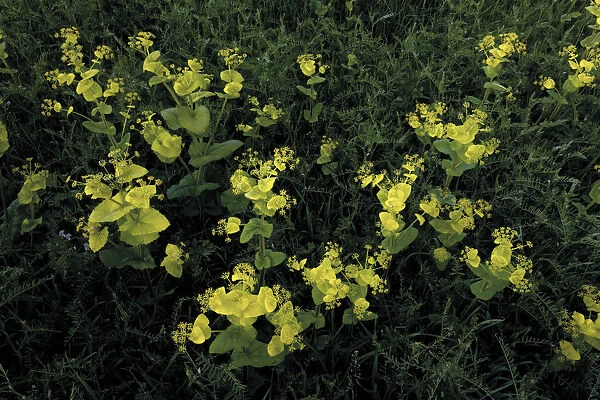 Perfoliate alexanders (Smyrnium perfoliatum) flowers and Hairy vetch (Vicia villosa) Bastasi area