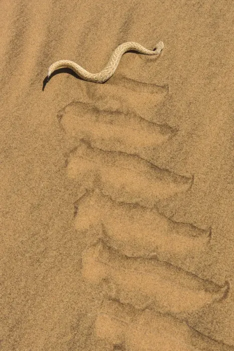 Framed Print : Peringueys adder (Bitis peringueyi) sidewinding in Namib desert, Namibia Framed Print : Peringueys adder (Bitis peringueyi) sidewinding in Namib desert, Namibia