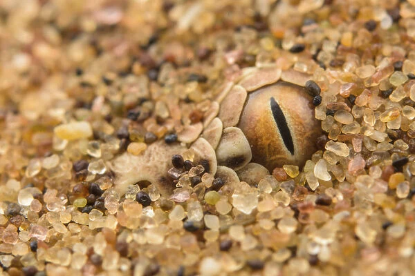 Peringueys desert adder (Bitis peringueyi) camouflaged in desert sand, Namibia