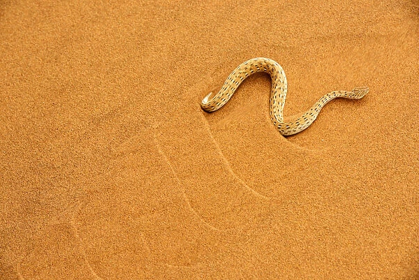 Peringueys desert adder, (Bitis peringueyi), sidewinding on dune, Namib desert