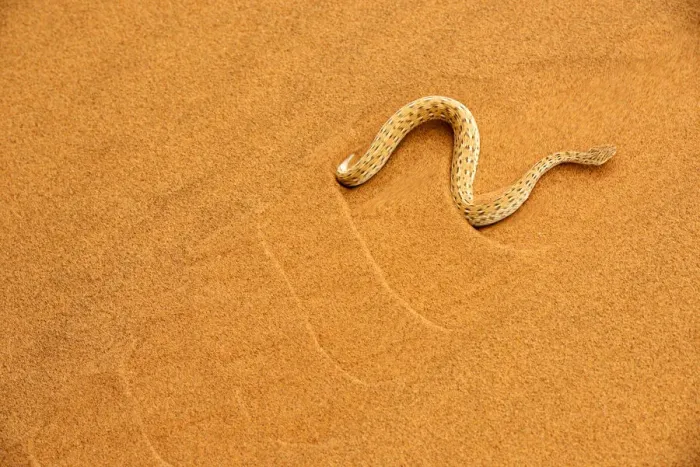 Framed Print : Peringueys desert adder, (Bitis peringueyi), sidewinding on dune, Namib desert