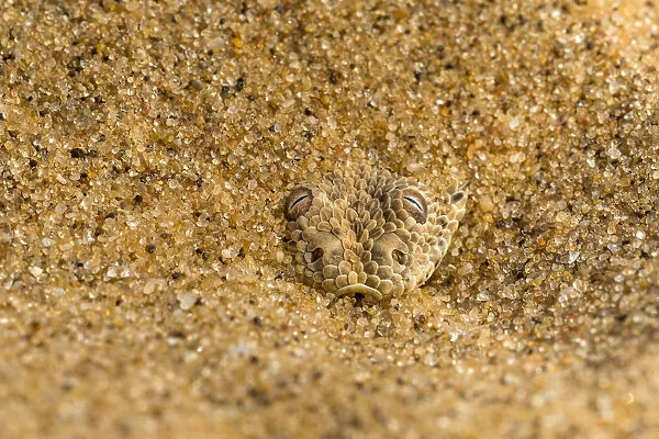 Peringueys  /  Sidewinding adder (Bitis peringueyi) hiding in shallow sand, Namib Desert