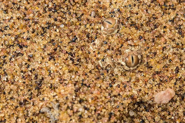 Peringueys  /  sidewinding adder (Bitis peringueyi) hidden in the sand, Naukluft National Park