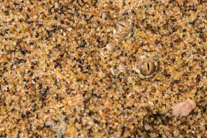Framed Print : Peringueys / sidewinding adder (Bitis peringueyi) hidden in the sand, Naukluft National Park Framed Print : Peringueys / sidewinding adder (Bitis peringueyi) hidden in the sand, Naukluft National Park