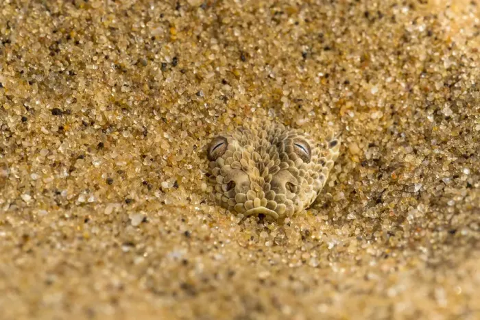 Framed Print : Peringueys / Sidewinding adder (Bitis peringueyi) hiding in shallow sand, Namib Desert Framed Print : Peringueys / Sidewinding adder (Bitis peringueyi) hiding in shallow sand, Namib Desert