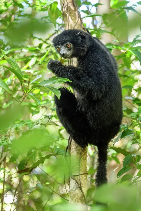 Framed Print : Perrier's black sifaka (Propithecus perrieri) feeding in forest understorey, Andrafiamena-Andavakoera Protected Forest, northern Madagascar. Critically endangered Framed Print : Perrier's black sifaka (Propithecus perrieri) feeding in forest understorey, Andrafiamena-Andavakoera Protected Forest, northern Madagascar. Critically endangered
