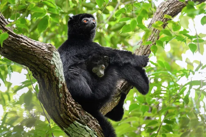 Framed Print : Perrier's black sifaka (Propithecus perrieri) female with infant, aged 3-4 months, sitting in tree in forest, Andrafiamena-Andavakoera Protected Forest, northern Madagascar Framed Print : Perrier's black sifaka (Propithecus perrieri) female with infant, aged 3-4 months, sitting in tree in forest, Andrafiamena-Andavakoera Protected Forest, northern Madagascar