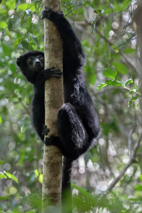 Framed Print : Perrier's sifaka (Propithecus perrieri) climbing up tree, Analamerana special reserve, Madagascar. Critically endangered Framed Print : Perrier's sifaka (Propithecus perrieri) climbing up tree, Analamerana special reserve, Madagascar. Critically endangered