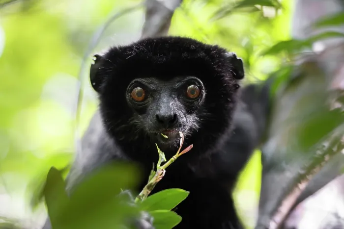 Framed Print : Perrier's sifaka (Propithecus perrieri) feeding on leaves, head portrait, Analamerana special reserve, Madagascar. Critically endangered