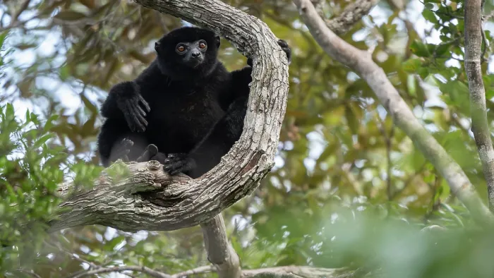Framed Print : Perrier's sifaka (Propithecus perrieri) sitting in tree, Analamerana special reserve, Madagascar. Critically endangered Framed Print : Perrier's sifaka (Propithecus perrieri) sitting in tree, Analamerana special reserve, Madagascar. Critically endangered