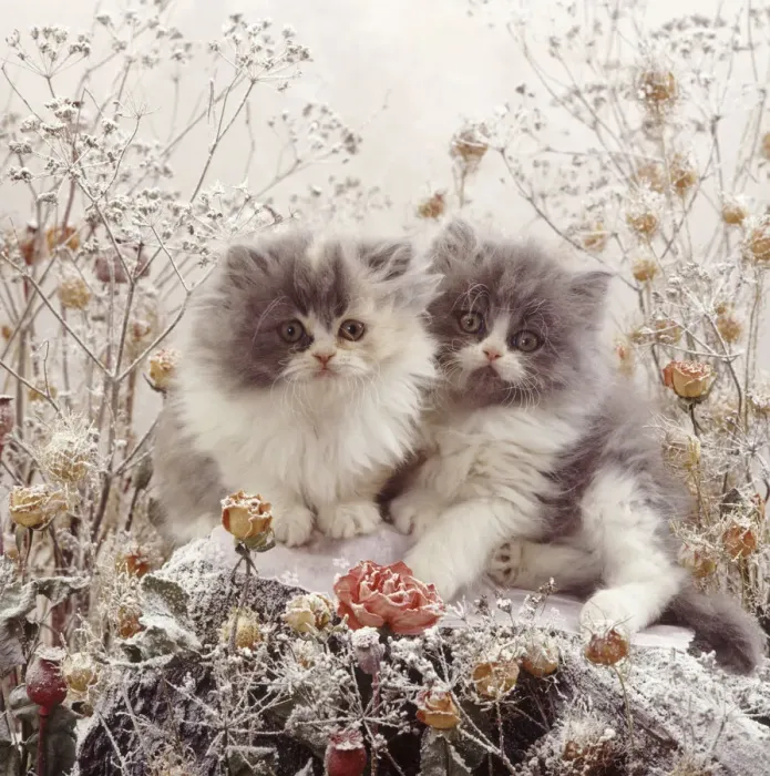 Framed Print : Persian kittens among snowy flowers Framed Print : Persian kittens among snowy flowers