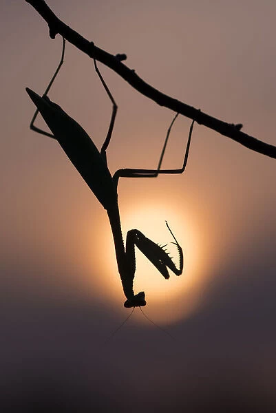 Peruvian mantis (Oxyopsis peruviana) silhouette with sun behind, captive, occurs in South America