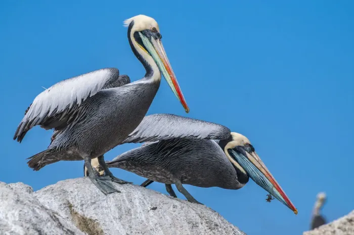 Framed Print : Peruvian pelican (Pelecanus thagus), in full breeding colours, Algarrobo Islet Framed Print : Peruvian pelican (Pelecanus thagus), in full breeding colours, Algarrobo Islet