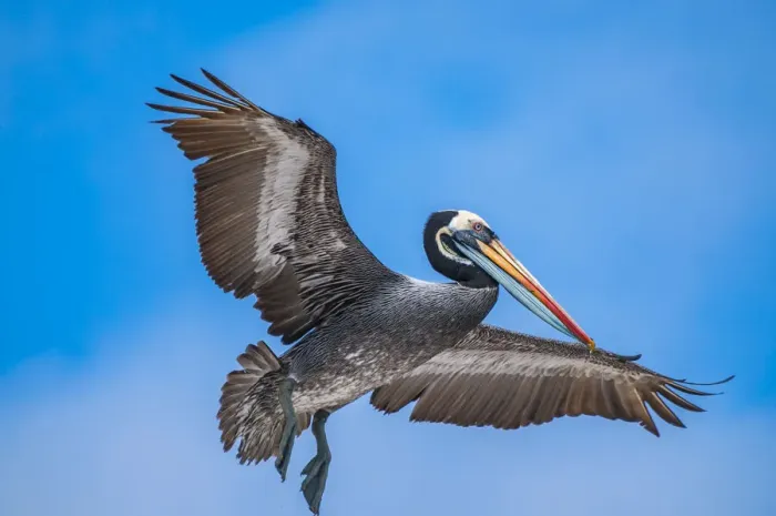 Framed Print : Peruvian pelican (Pelecanus thagus), in full breeding colours, Algarrobo Islet