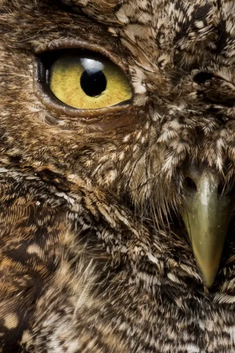 Framed Print : Peruvian screech-owl (Megascops roboratus) half face close up portrait, Macara, Loja, Ecuador Framed Print : Peruvian screech-owl (Megascops roboratus) half face close up portrait, Macara, Loja, Ecuador