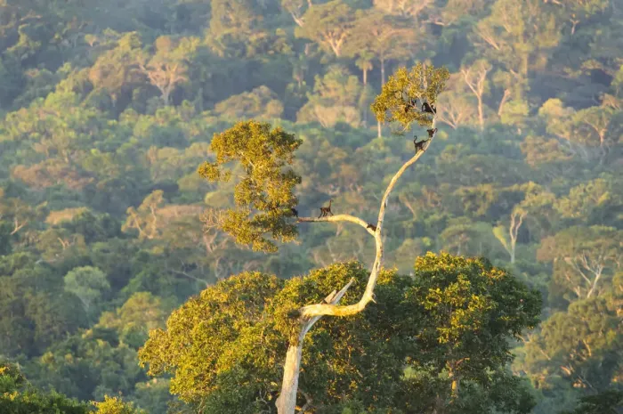 Framed Print : Peruvian Spider Monkeys (Ateles chamek) in the canopy of the Peruvian Amazon, at sleeping roost Framed Print : Peruvian Spider Monkeys (Ateles chamek) in the canopy of the Peruvian Amazon, at sleeping roost