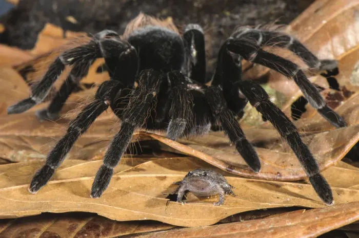 Framed Print : Peruvian Tarantula (Pamphobeteus sp. ) adult, walking over Humming Frog (Chiasmocleis Framed Print : Peruvian Tarantula (Pamphobeteus sp. ) adult, walking over Humming Frog (Chiasmocleis