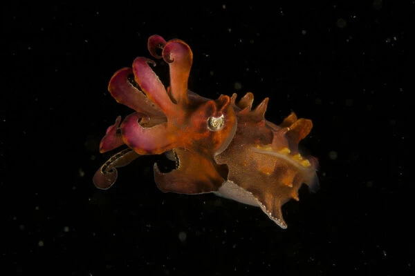 Pfeffers Flamboyant Cuttlefish (Metasepia pfefferi) West Papua, Indonesia, April