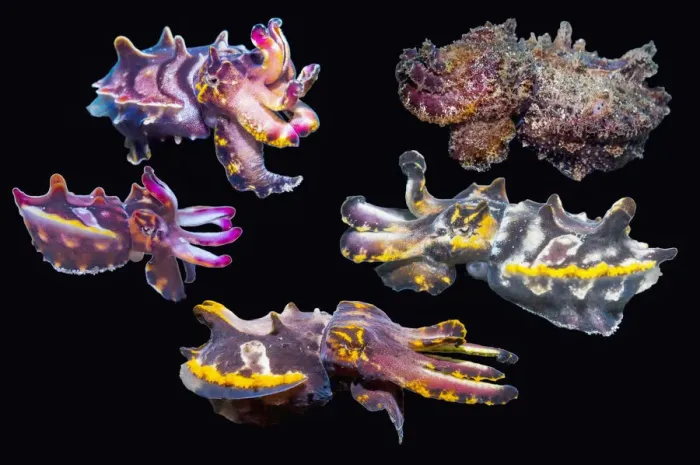 Framed Print : Pfeffers flamboyant cuttlefish (Metasepia pfefferi) composite image on black background showing colour variations, Puerto Galera, Philippines, Indo-Pacific Framed Print : Pfeffers flamboyant cuttlefish (Metasepia pfefferi) composite image on black background showing colour variations, Puerto Galera, Philippines, Indo-Pacific