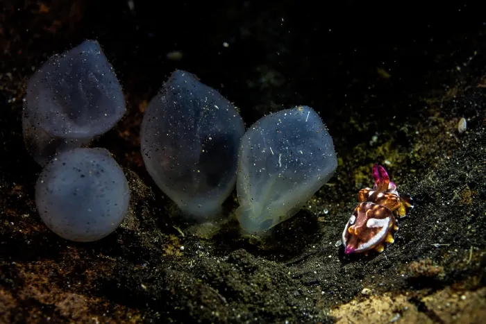 Framed Print : Pfeffer's flamboyant cuttlefish (Metasepia pfefferi) newly hatched, resting in coconut shell alongside eggs, Lembeh Strait, North Sulawesi, Indonesia, Pacific Ocean Framed Print : Pfeffer's flamboyant cuttlefish (Metasepia pfefferi) newly hatched, resting in coconut shell alongside eggs, Lembeh Strait, North Sulawesi, Indonesia, Pacific Ocean